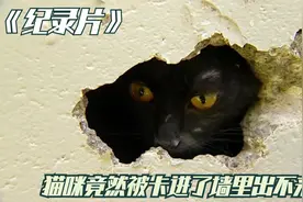 纪录片：小猫咪竟然被卡在了墙里出不来？还好好心人将它救了出来视频封面