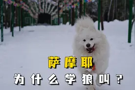 萨摩耶为什么突然学狼叫？原来是这些原因！