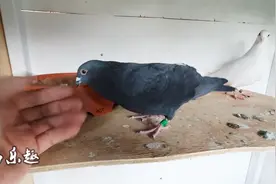 纯黑鸽子配纯白鸽子，下一代鸽子会出什么羽色？