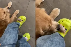 主人向狗狗炫耀新鞋，不慎被其一口咬掉玩偶，一人一狗拉扯惹爆笑视频封面