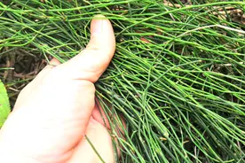 节节草四季常青，男子平胃火，妇人补血气，了解过后长知识