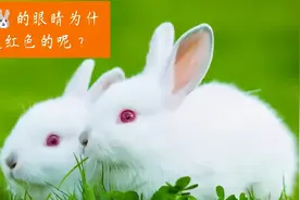 兔子的眼睛视频封面