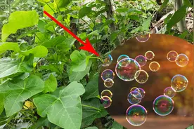 可以吹出泡泡的植物！很少有人知道你们那里叫什么