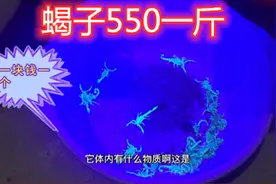 蝎子550元一斤，农村小两口抓了二十几个，卖完到手两块钱。视频封面