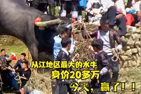 外号蛟龙，从江最大的水牛身价20多万，今天赢了比赛