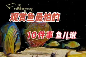 观赏鱼最怕的10件事，如果鱼儿会说话，最想告诉养鱼人的话