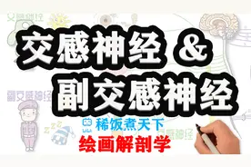 【绘画解剖学 神经】自主神经系统：交感与副交感