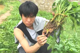 农村这种野草叫“牛耳大黄”，它的根药用价值非常高，你们认识吗