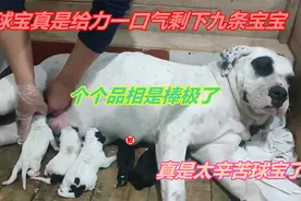 主人连夜陪伴球球生产，球宝一口气生下九条小宝宝，真是幸苦球宝