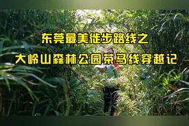 记录徙步：东莞最美徙步路线之大岭山森林公园茶马线穿越记视频封面