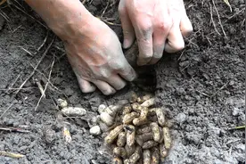 挖开老鼠的大粮仓，花生塞满了地洞，越挖越惊喜视频封面