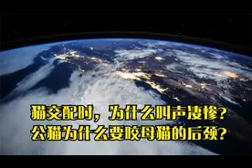 猫交配时，为什么叫声凄惨？公猫为什么要咬母猫的后颈？