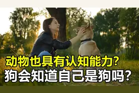 在动物的认知中，人类是怎样的存在？狗眼中的世界是什么样？