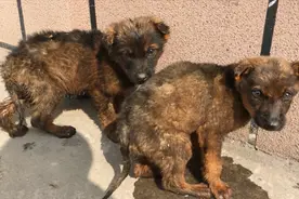 农村大叔2条3个月狼狗串体重才5斤，什么原因导致的，听我给你讲