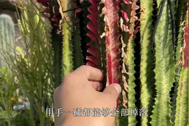 冬天龙骨干叶，这是“小症状”，只要把握要点，春天就会枝繁叶茂视频封面