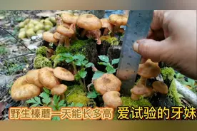 野生榛蘑，一天能长多高，牙妹带尺实验，蹲守一天，最后长了多少视频封面