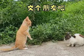 家里新来一只小猫，看大猫的反应，让人又气又好笑视频封面