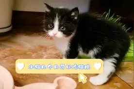 小猫咪几个月可以吃猫粮，要分阶段，采用不同的猫粮喂食视频封面