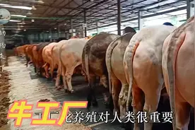 工厂化养殖牲畜，养了越来越多的牛，人类却越来越不够吃？