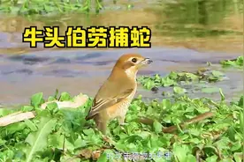 牛头伯劳，伯劳鸟中最凶悍的