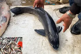 早晨的乡村集市河鱼堆满地，小伙赶集遇一条野生大青鱼，15块贵么视频封面