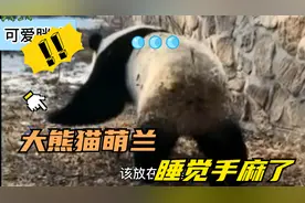 西直门三太子萌兰，又一特大名场面遭曝光，比越狱更让人捧腹！视频封面