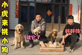 小虎带金毛去小雨家抓狗，原来金毛的孩子满月了，挑一只带回家养视频封面