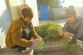 野苏子叶是啥？小杨一家三口摘了两大盆？延边人用它做什么美食？