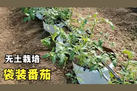 牛粪里种番茄，牛粪直接用还是得加工？无土栽培新手必看