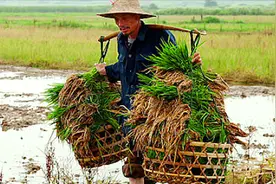 俗语：“眉毛一根长，能抵万担粮”，什么意思？看看有道理吗？视频封面