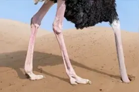 鸵鸟被狮子追杀把头埋土里，接下来请忍住别笑，镜头记录全过程视频封面