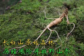长白山原始森林采挖野山参，进山七天终于寻得五匹叶野山参