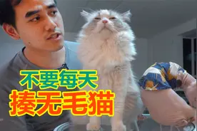 无毛猫每天都被布偶猫揍 居然还不能怪它视频封面