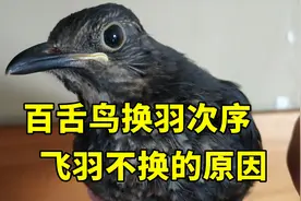 乌鸫鸟换羽次序，乌鸫飞羽尾羽不换的原因，百舌鸟正确喂养方法