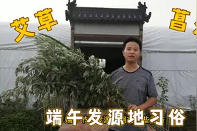 端午节为何家家门前要挂艾草与菖蒲？看看洞庭湖畔习俗怎么说