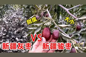新疆大红枣和灰枣的区别在哪里？大家看完这个比较就一目了然了