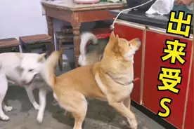 带领3只中华田园犬厨房抓老鼠，场面一度失控，阿黄立下头功！视频封面