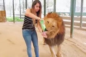 狮子喝牛奶，砂纸般粗糙的舌头舔在手上是什么感觉?视频封面