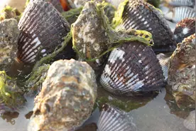 沙滩上生蚝泛滥成灾，小媛走一路抓一路，还发现比拳头大的血蛤视频封面