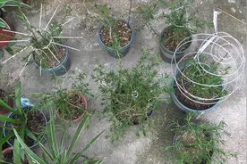 养护太阳花，首要任务“打顶”一定要做好，侧枝冒得多，开花才多视频封面