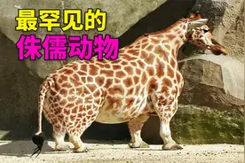 最罕见的3种侏儒动物，你见过侏儒长颈鹿吗？视频封面