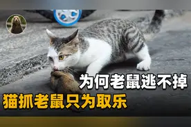 猫抓到老鼠，只是来回挑逗并不吃，为什么老鼠不趁机逃跑？视频封面