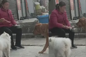 奶奶端着碗给狗狗喂饭，狗子边吃边玩：奶奶估计是想先熟悉一下视频封面