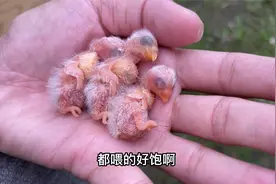 鸟妈妈辛苦孵化24天，三只鸟宝宝平安出壳