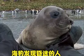海豹发现昏迷的人类，会咬人吗？视频封面