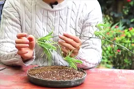 剪块吊兰芽头插土里，不浇水不施肥，年年开满小白花视频封面