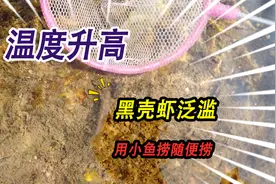 这条神奇的小河里，黑壳虾多到泛滥，用一块钱买来的小鱼捞随便抓