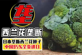 1包种子18000，每年狂赚数十亿？日本种子为何能垄断我国市场？视频封面