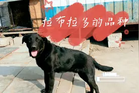 拉布拉多品种有多种，可以从外形进行区分，在国外更受欢迎