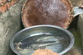 鱼放盆里好几天，没有增氧机却都还活着，还是卖鱼老板教的办法好
